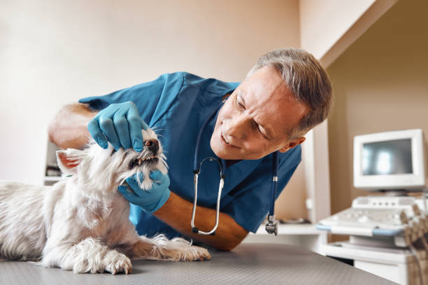 Best Emergency Dentist for Knocked-Out Tooth in Chinchilla, PA